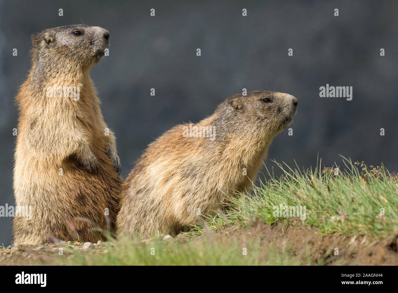 Murmeltiere (Marmota) in den Alpen, Stock Photo
