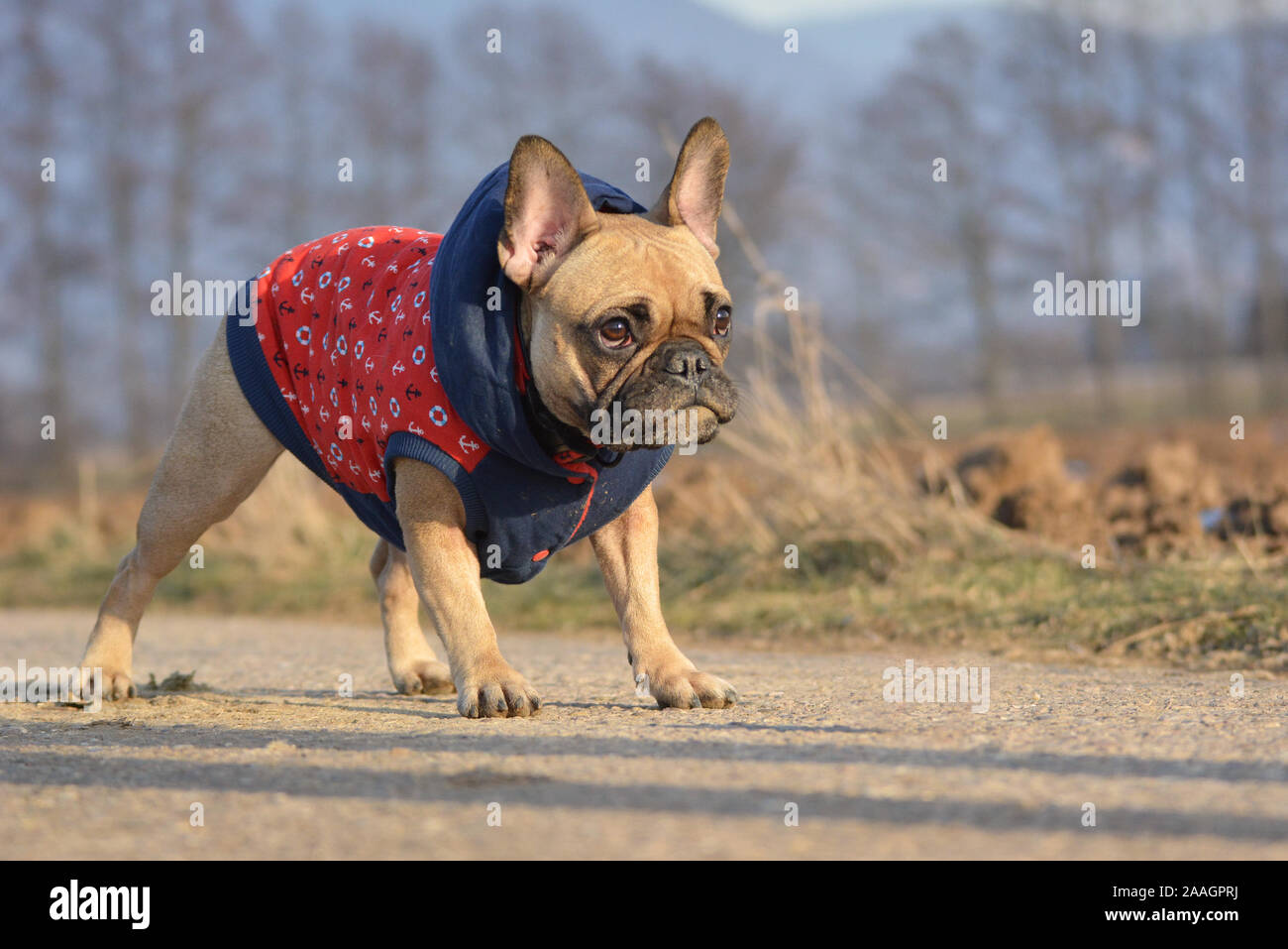 Cute Small French Bulldog Wearing A Blue Warm Coat In Cold Late
