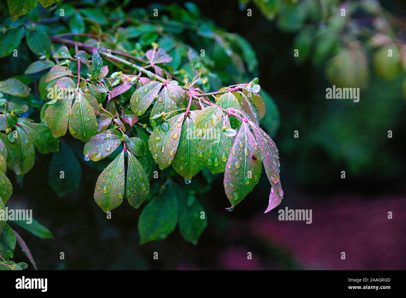 Rainforest protection hi-res stock photography and images - Alamy