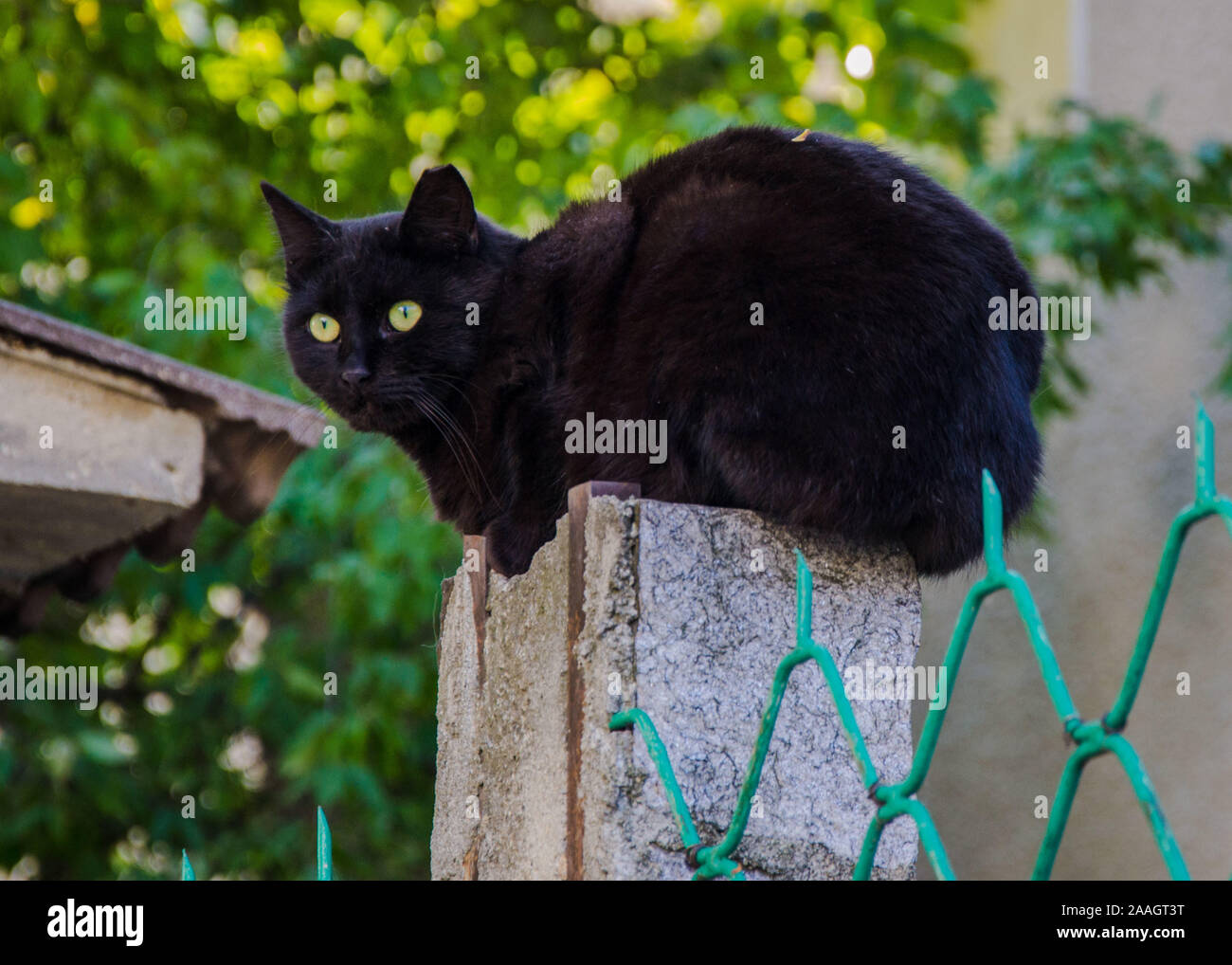 Beautiful black cat sitting on a fence of a house, watching Stock Photo ...