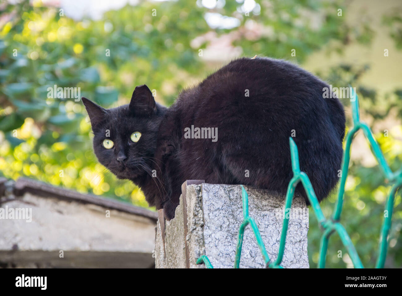 Beautiful black cat sitting on a fence of a house, watching Stock Photo ...