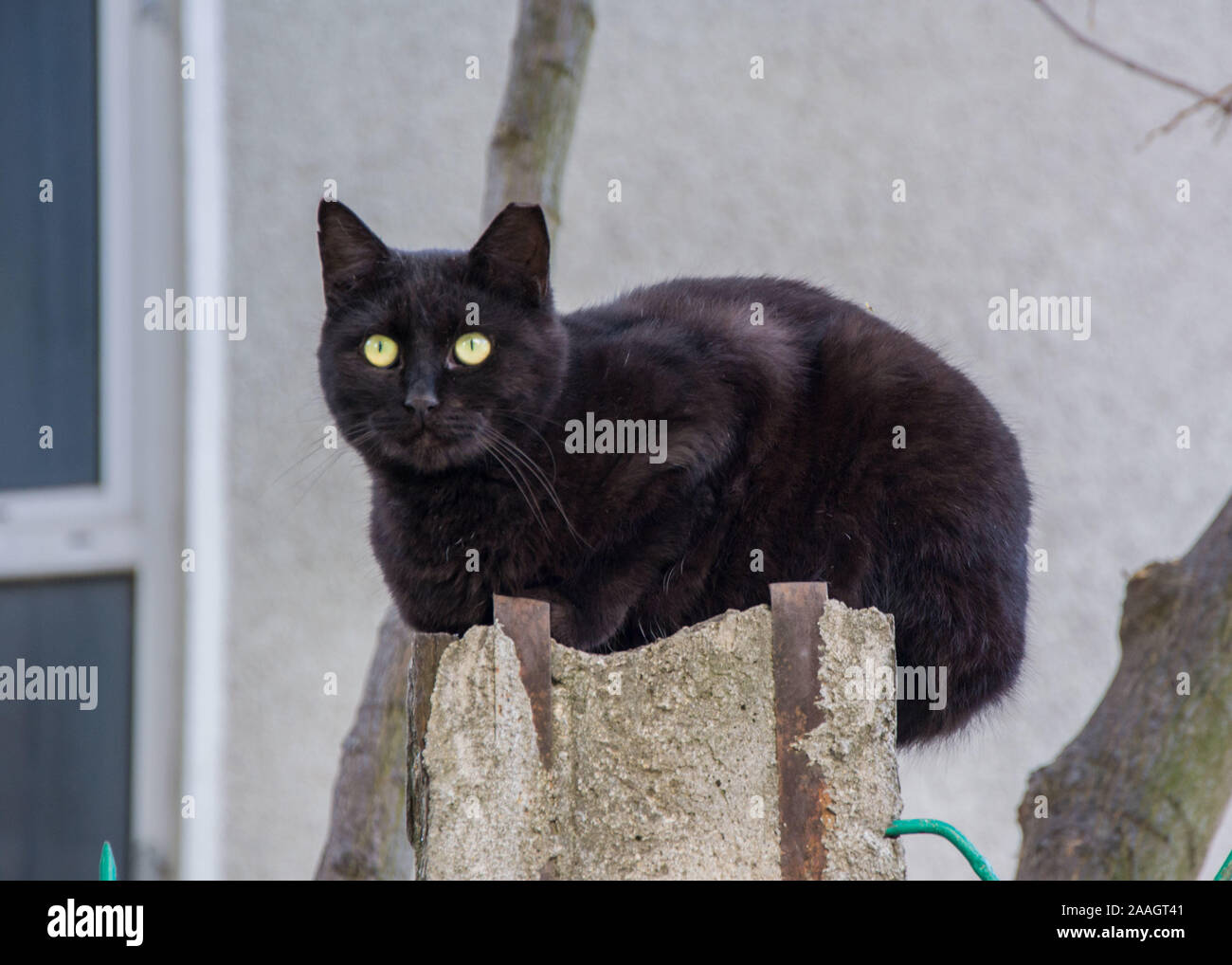 Beautiful black cat sitting on a fence of a house, watching Stock Photo ...