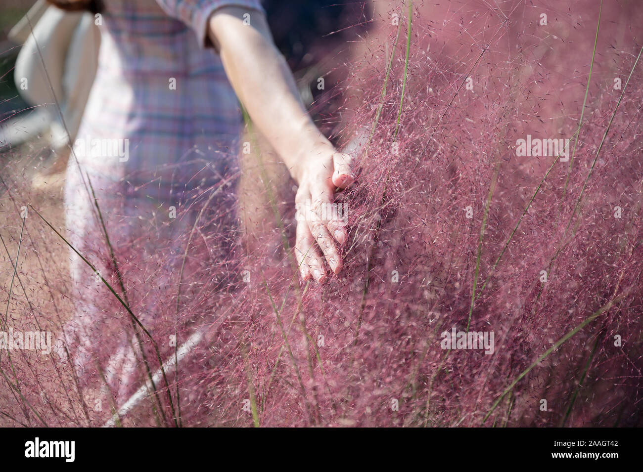 Woman hand touching on pink muhly grass in field Stock Photo