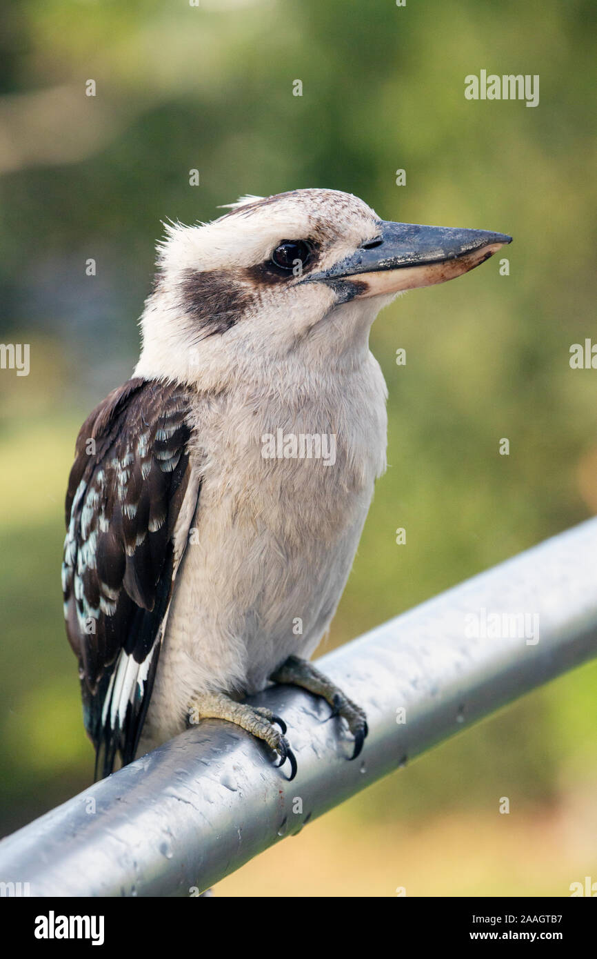 Laughing kookaburra.  Dacelo novaeguineae.  This example, photographed in Tasmania, Australia, is a wild bird which comes daily to a house to receive Stock Photo