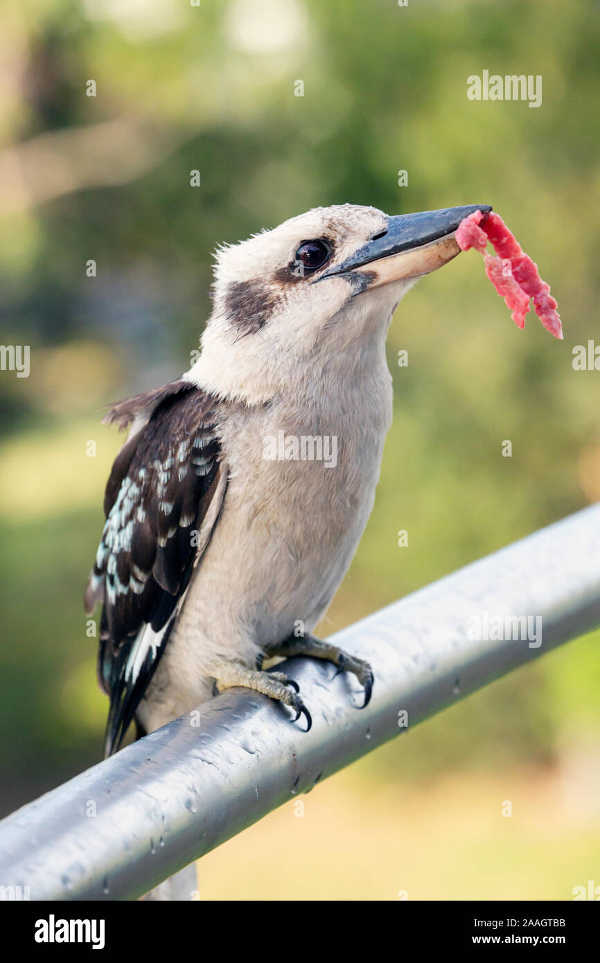 Laughing kookaburra.  Dacelo novaeguineae.  This example, photographed in Tasmania, Australia, is a wild bird which comes daily to a house to receive Stock Photo