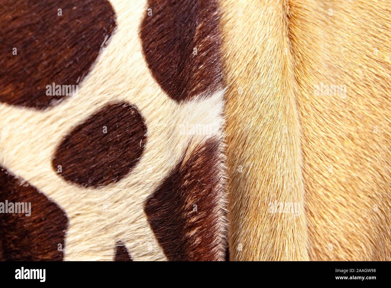 artificial fur carpets of different colors Stock Photo
