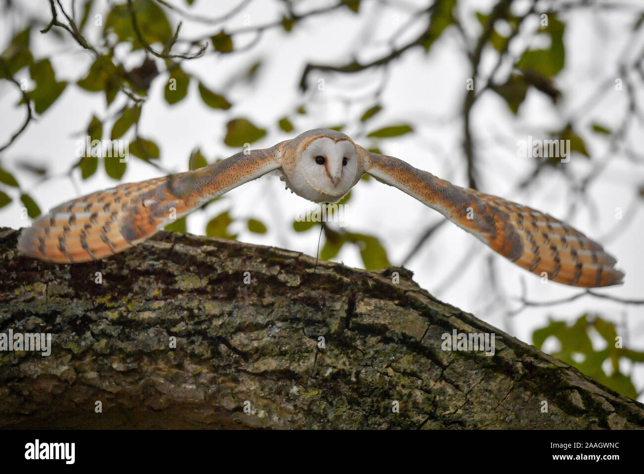 A Barn Owl During A Display Flight At The International Centre For
