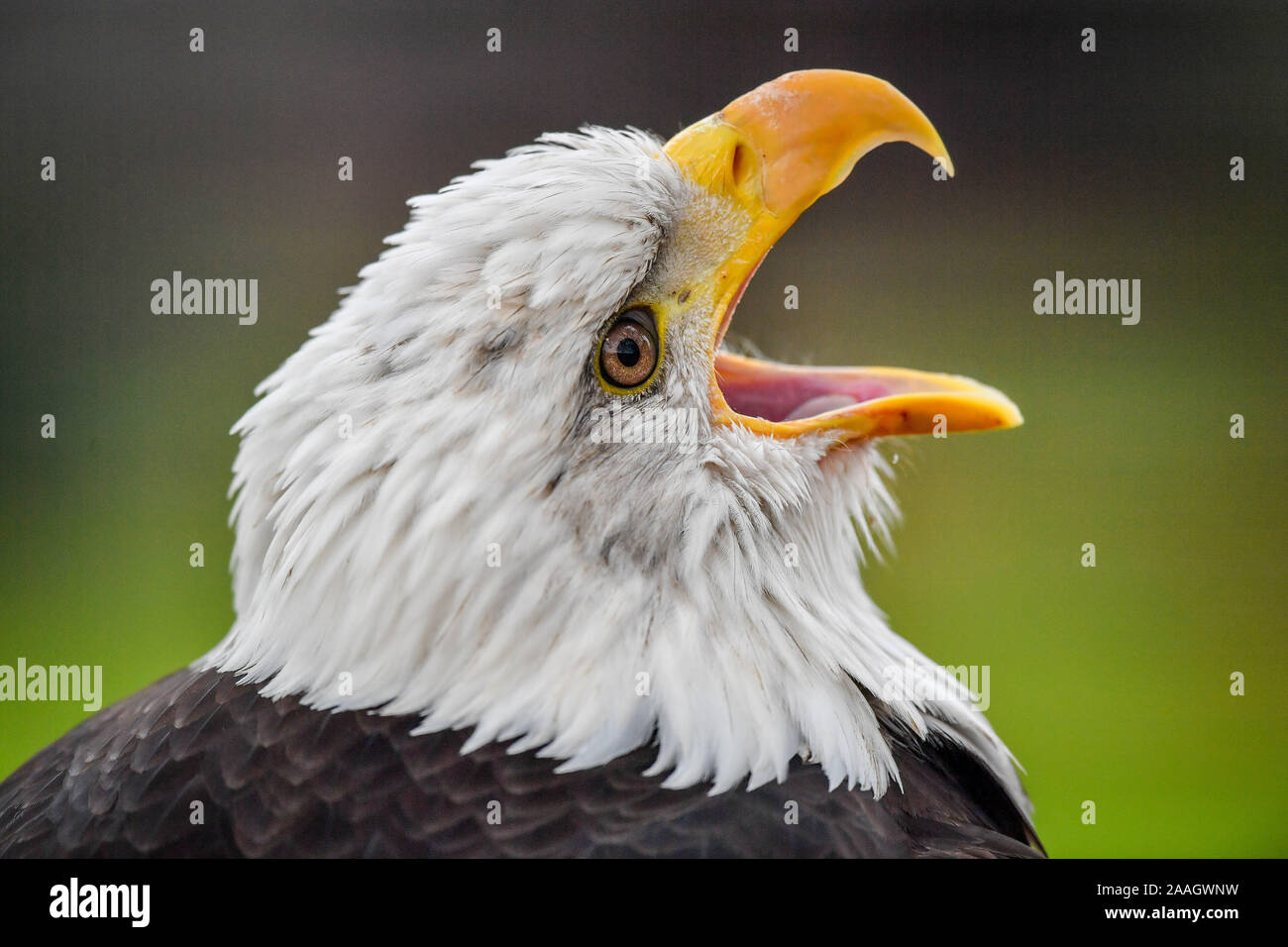 International Centre for Birds of Prey