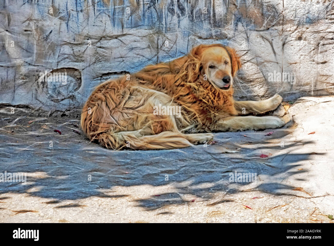 What Is The Best Natured Dog