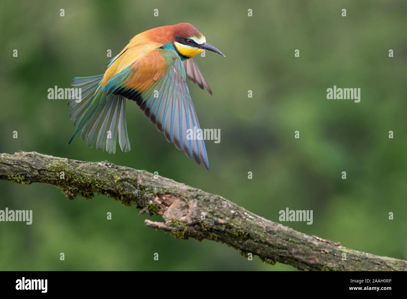 Freeze frame over Bee eater in flight (Merops apiaster) Stock Photo