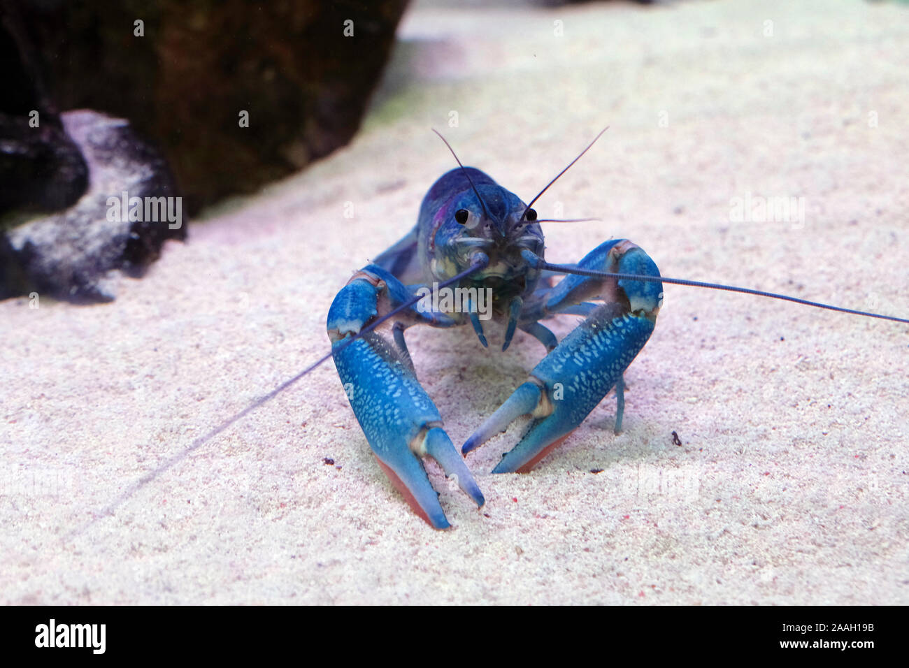 A blue crayfish (Procambarus alleni), sometimes called the electric blue crayfish, the sapphire crayfish, or the Florida crayfish Stock Photo