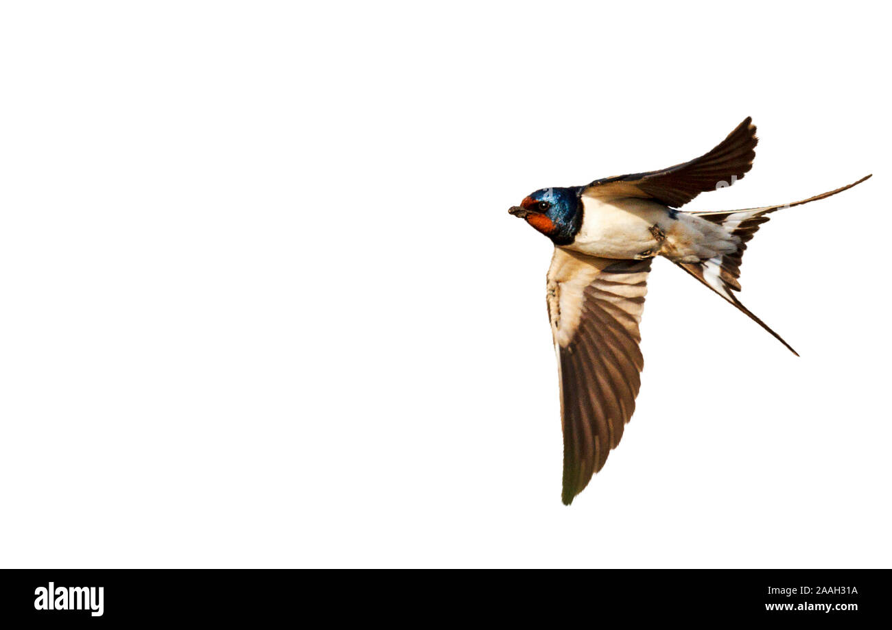 Barn swallow isolated on white background Stock Photo