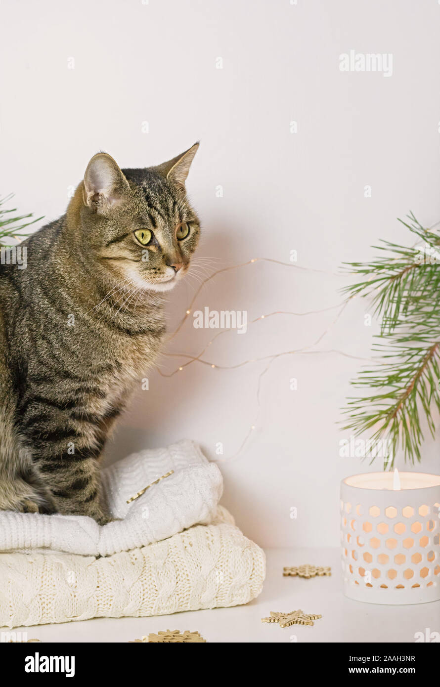 Pets, Christmas and cosiness concept - a tabby cat sitting on a warm sweater in a Christmas atmosphere. Close up. Stock Photo