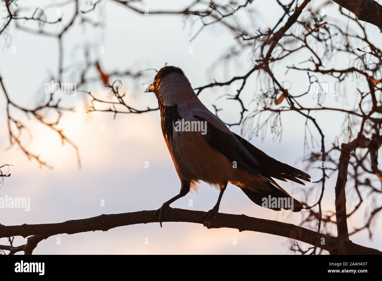 crow on a branch watching the sunset Stock Photo