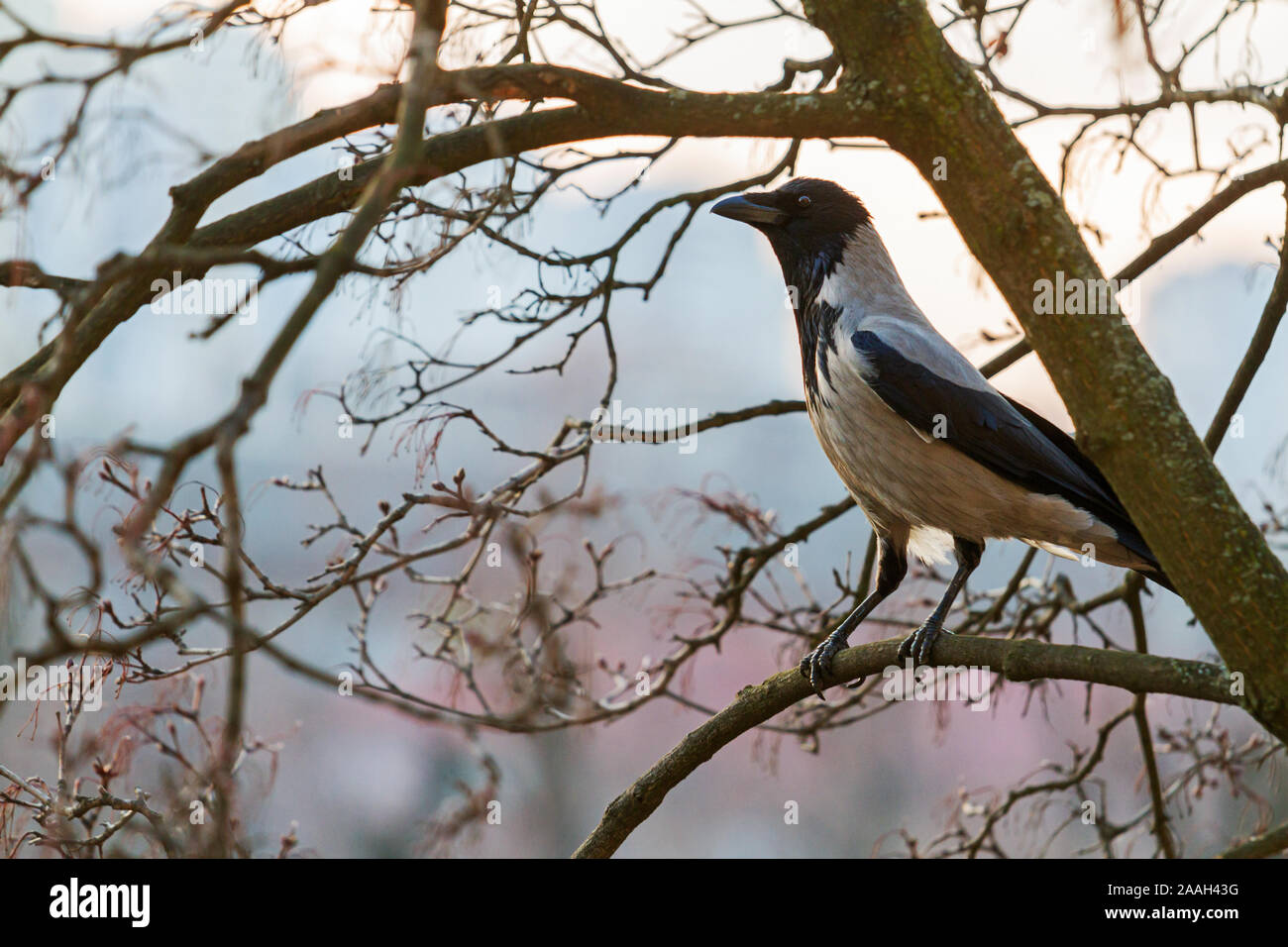 crow standing on a branch watching the sunset Stock Photo