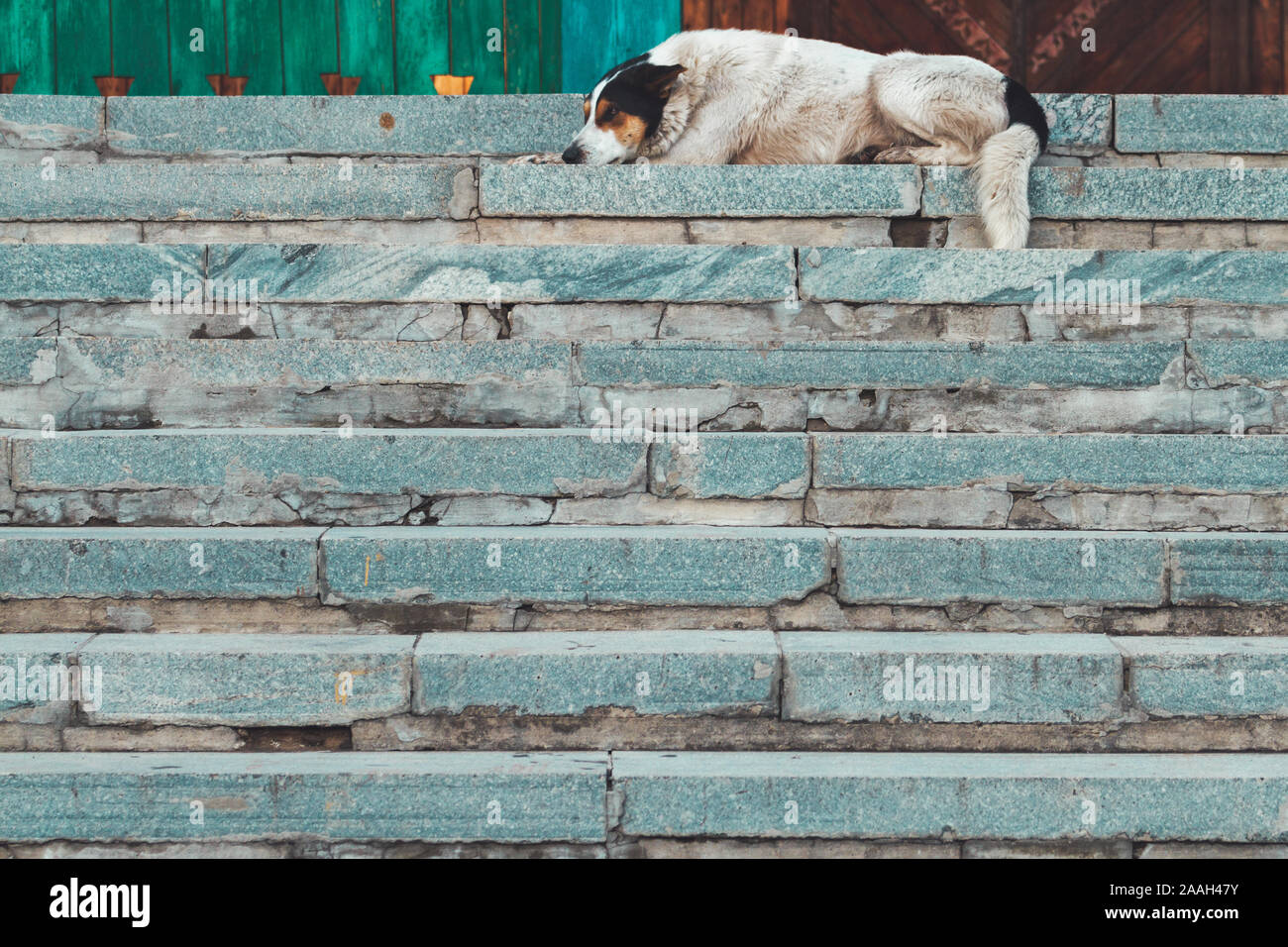 dog is on top of the stairs Stock Photo