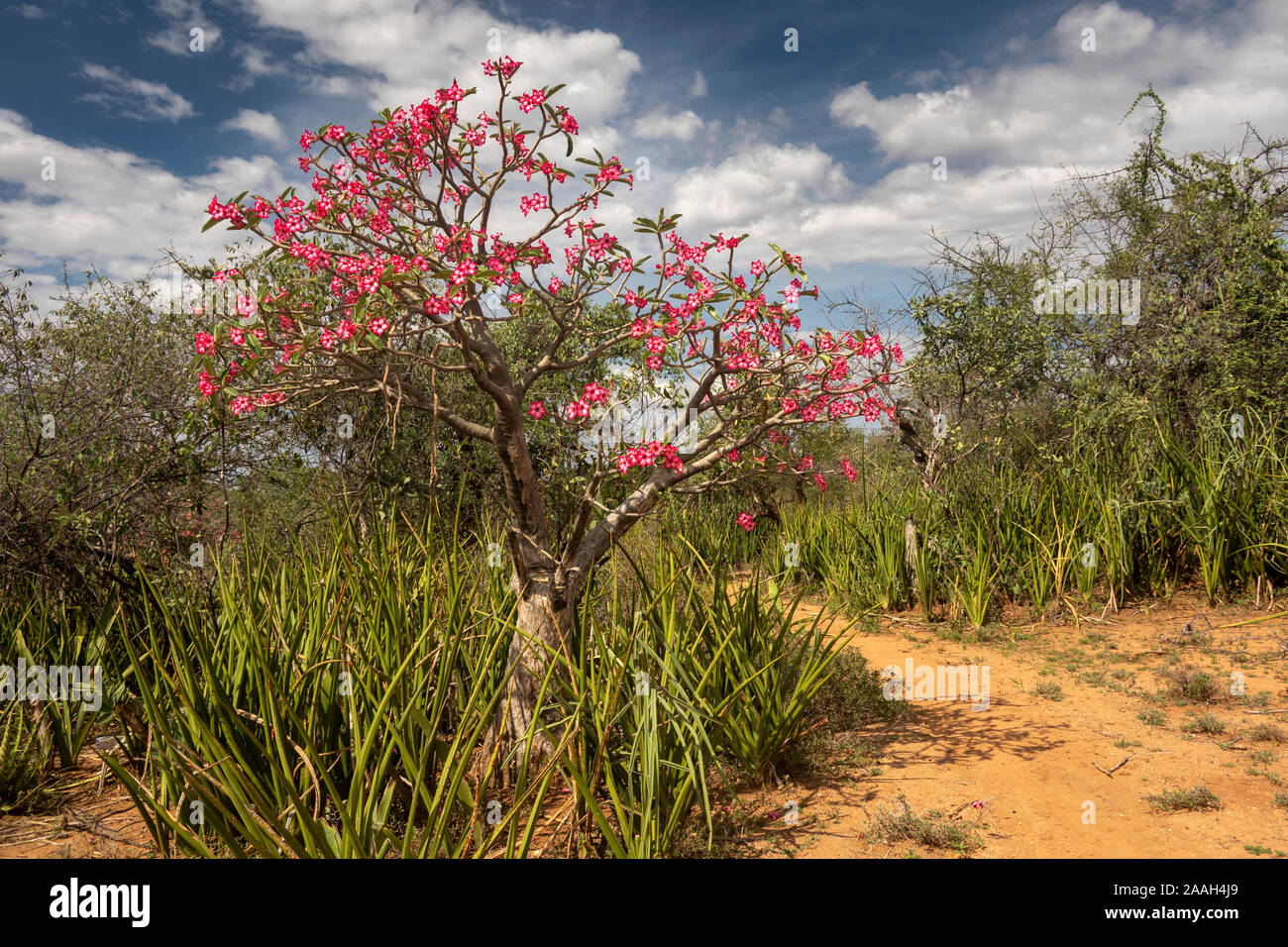Ethiopia, South Omo, Turmi, pink desert rose Adenium obesum in flower Stock Photo