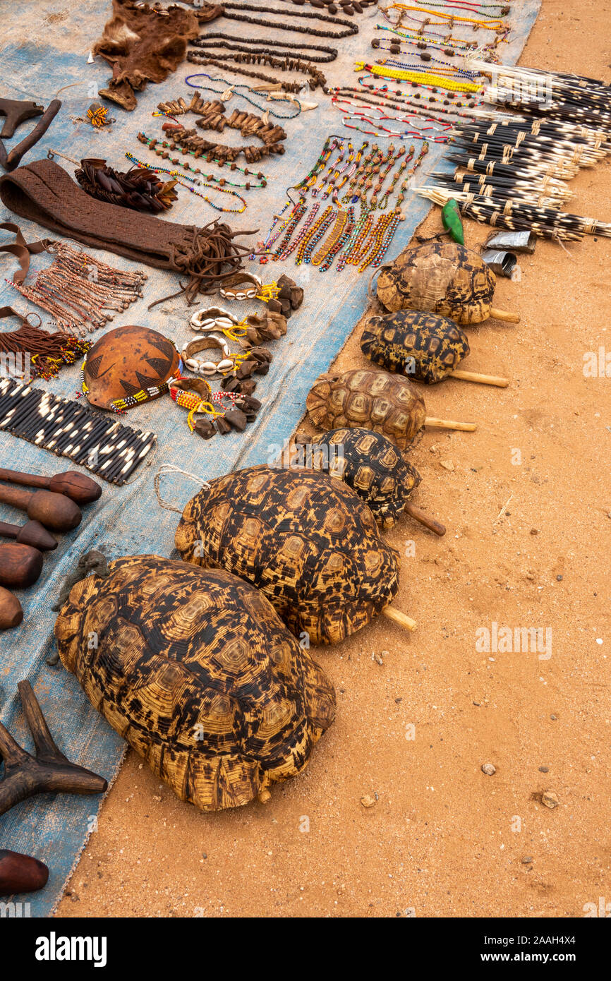 tortoise shells for sale