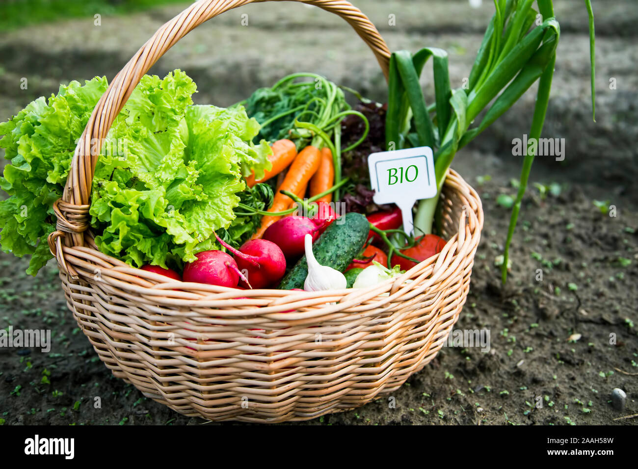 Bio organic vegetables basket with label, fresh local food concept Stock  Photo - Alamy