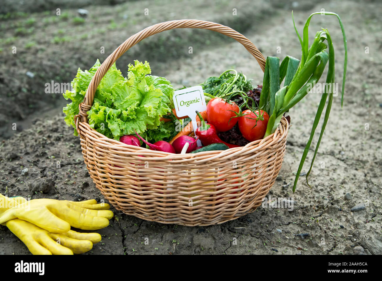 Bio organic vegetables basket with label, fresh local food concept Stock  Photo - Alamy