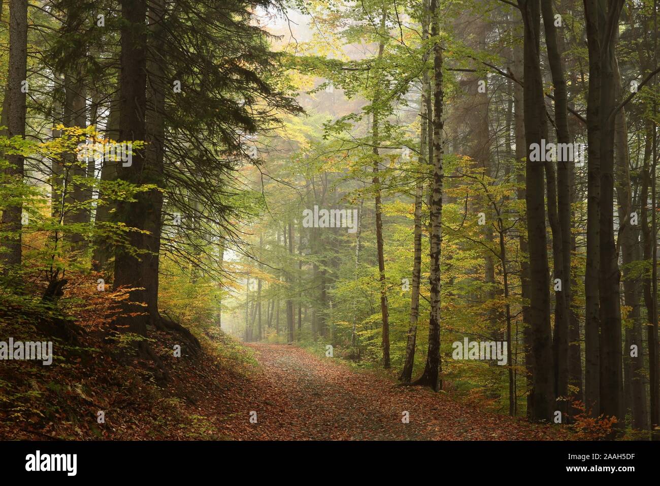 Trail in the autumnal fog forest hi-res stock photography and images ...