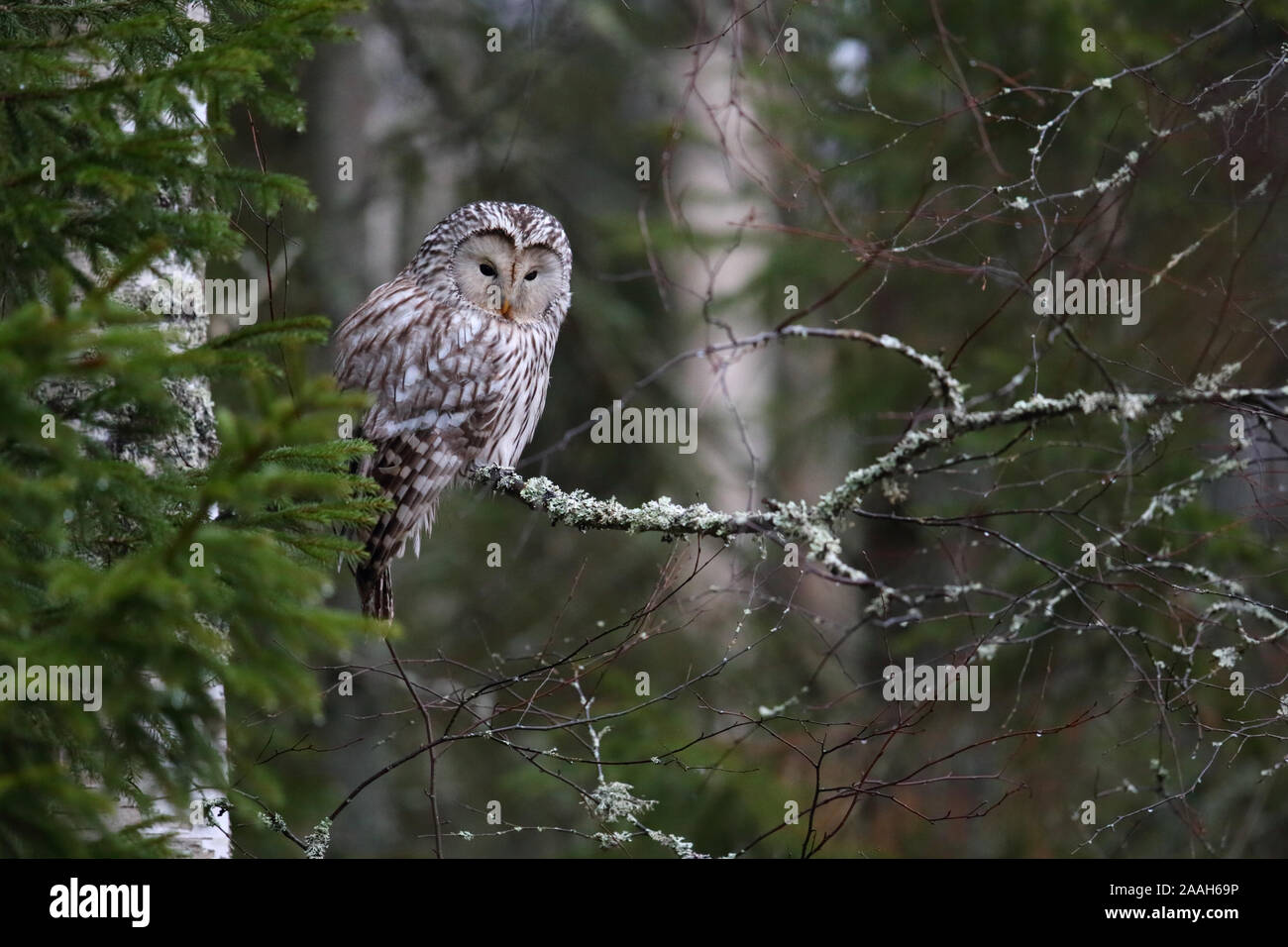 Ural Owl (Strix uralensis) in boreal forest, january, Europe. Stock Photo