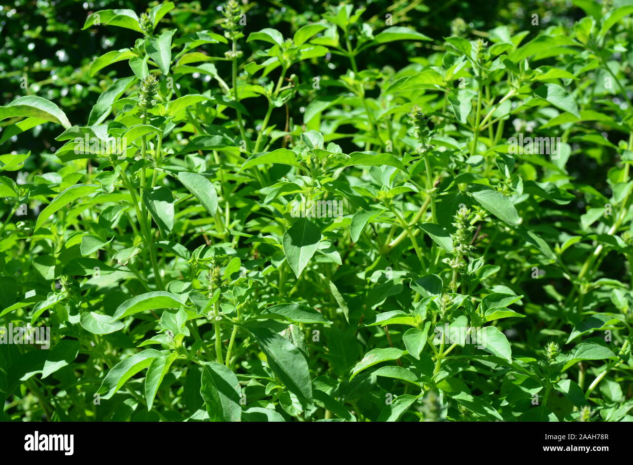 Sweet Basil, Thai Basil, Ocimum basilicum Linn in the garden is herbs and  spices for cooking, a type of sweet basil native with green leaves, pale pin  Stock Photo - Alamy