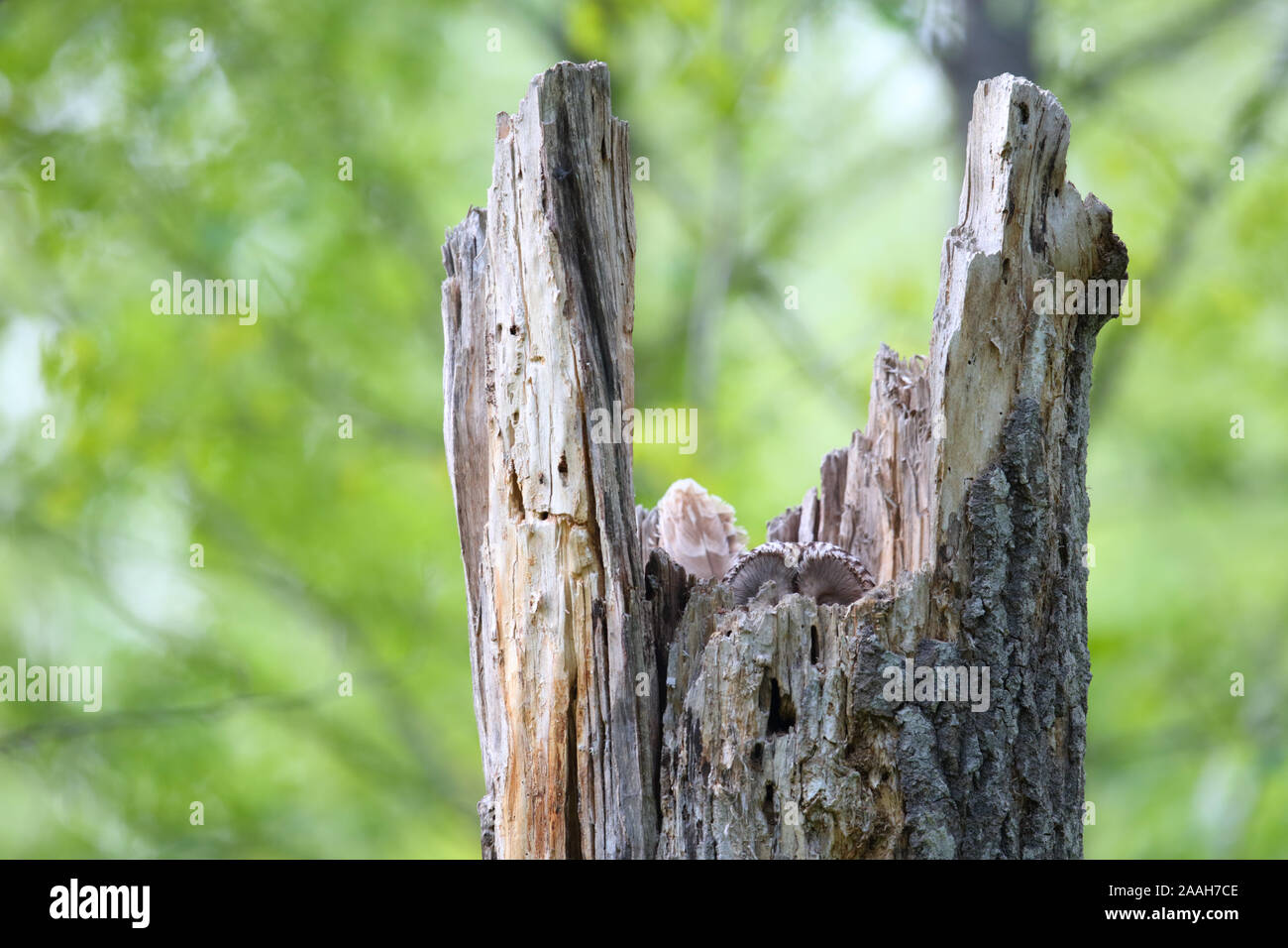 Ural owl (Strix uralensis) female on the nest in tree stump, Europe. Stock Photo