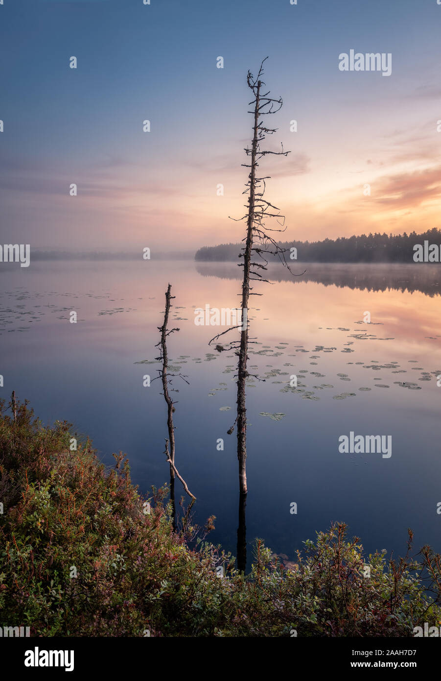 Beautiful sunrise landscape with old rugged trees and calm lake at foggy summer morning in Finland Stock Photo