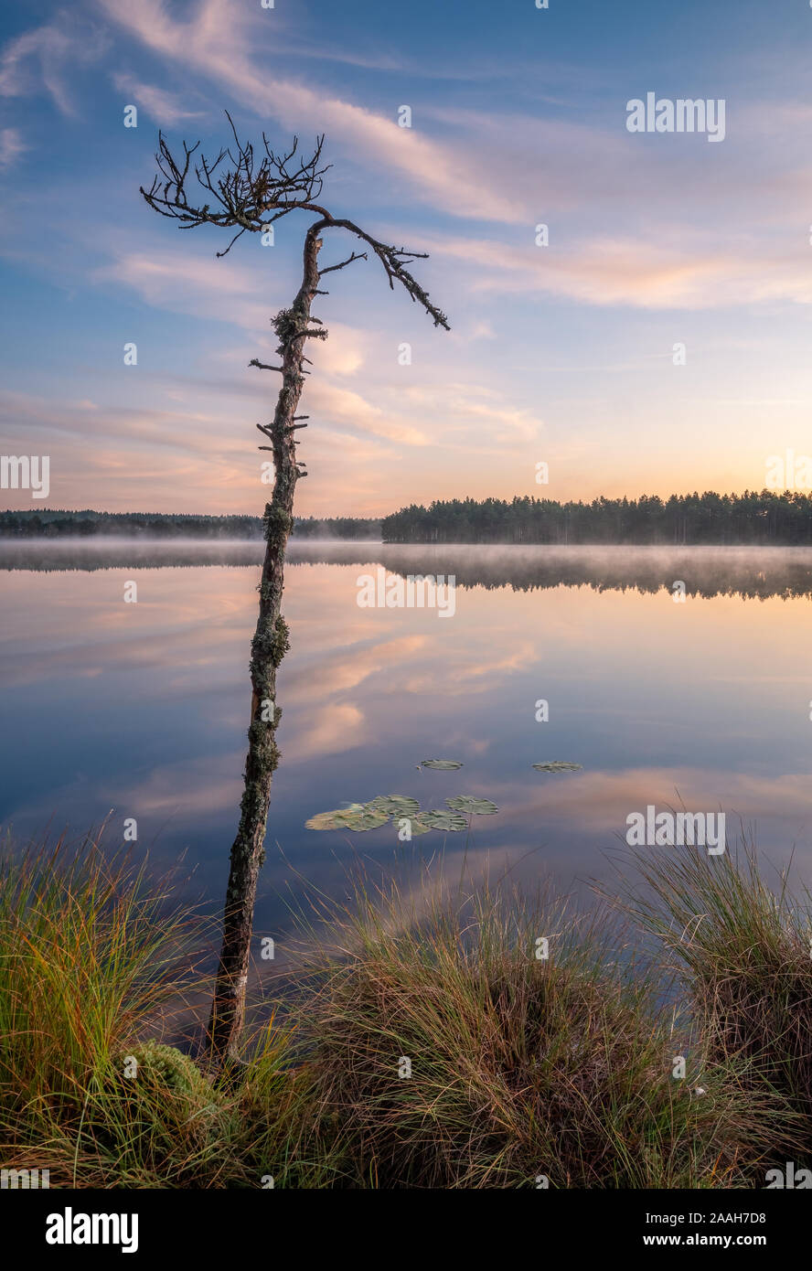 Beautiful sunrise landscape with old rugged tree and calm lake at foggy summer morning in Finland Stock Photo