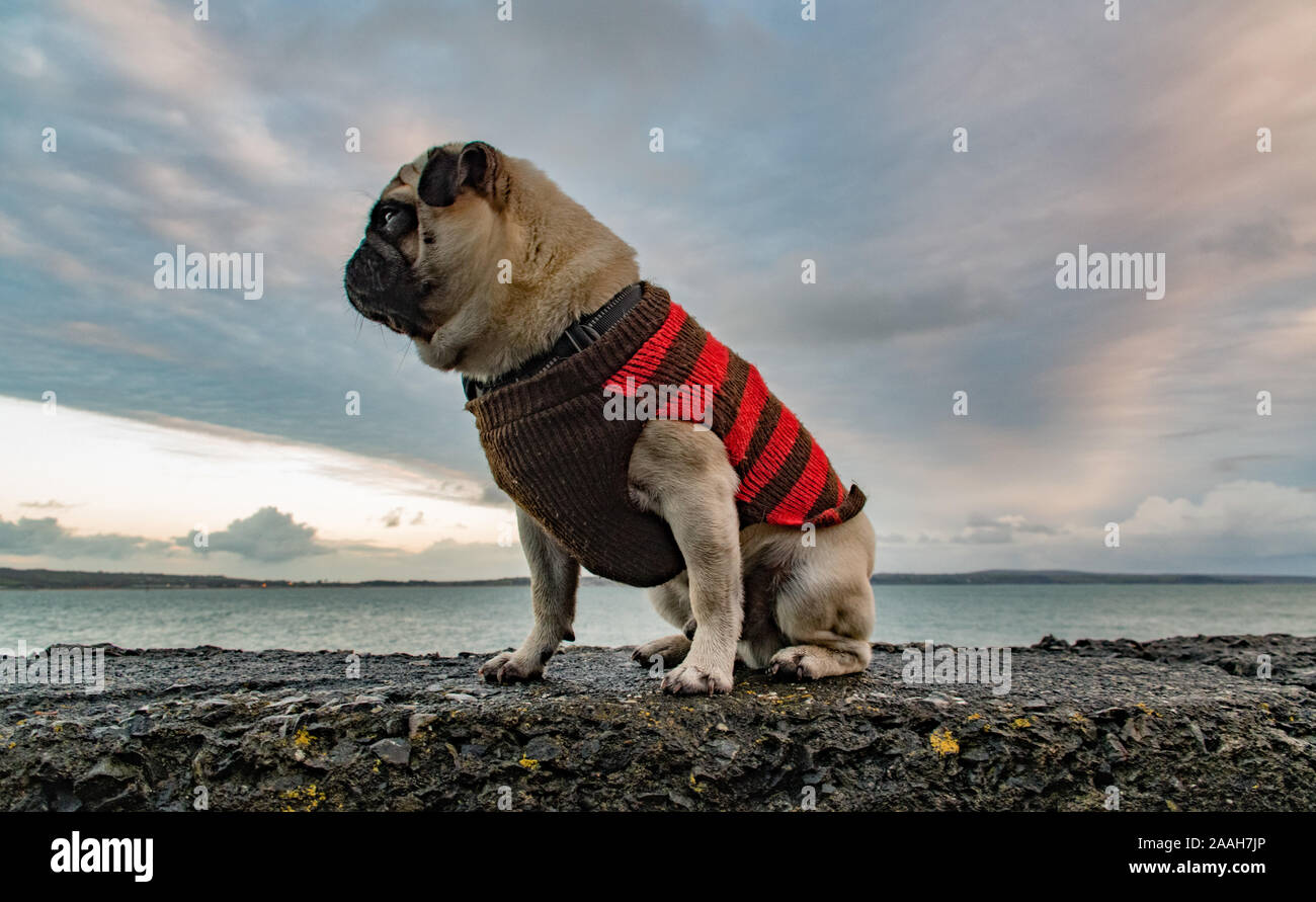Pug wearing jumper hi res stock photography and images Alamy