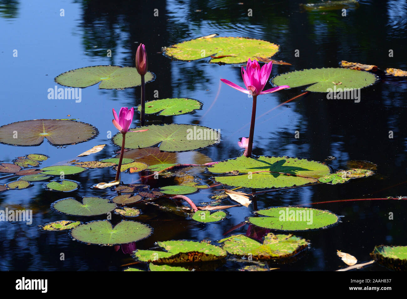 Lotusblumen (Nelumbo spec.) am natürlichen Standort, Phuket, Thailand Stock Photo