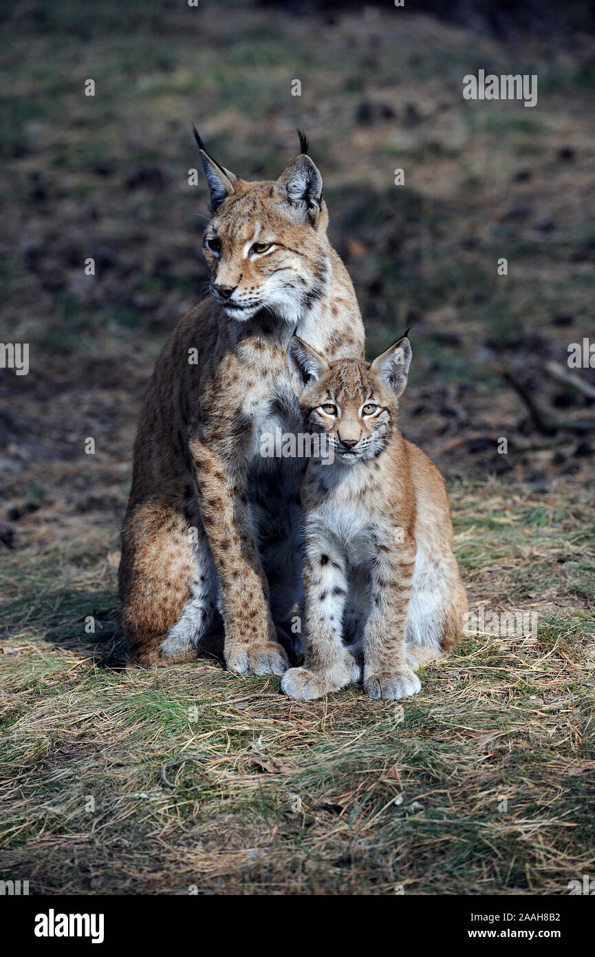 eurasischer Luchs, Mutter mit Jungem Stock Photo