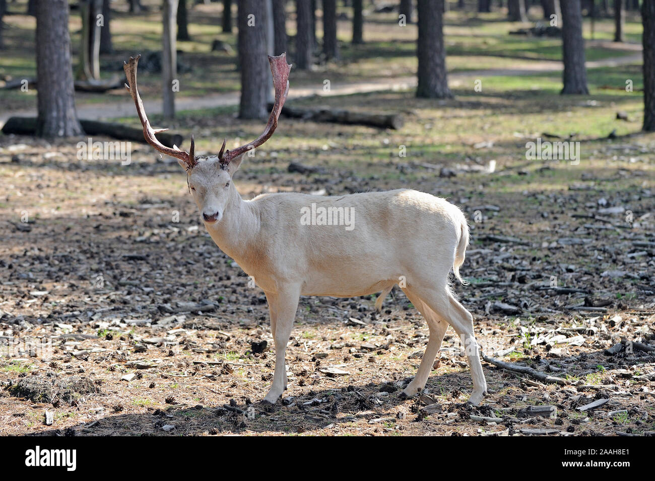 Geweih hi-res stock photography and images - Alamy