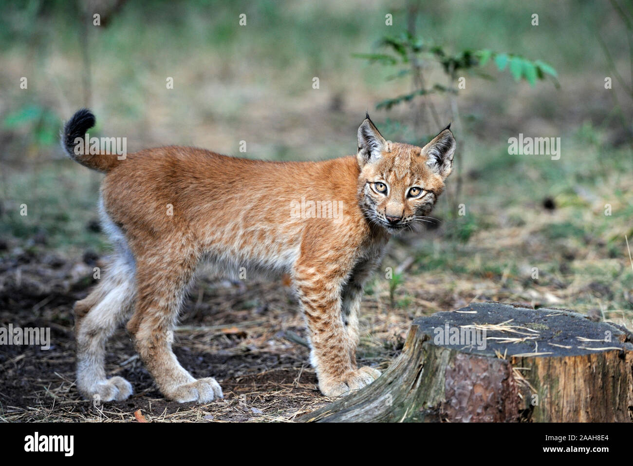 junger eurasischer Luchs, Lynx lynx Stock Photo