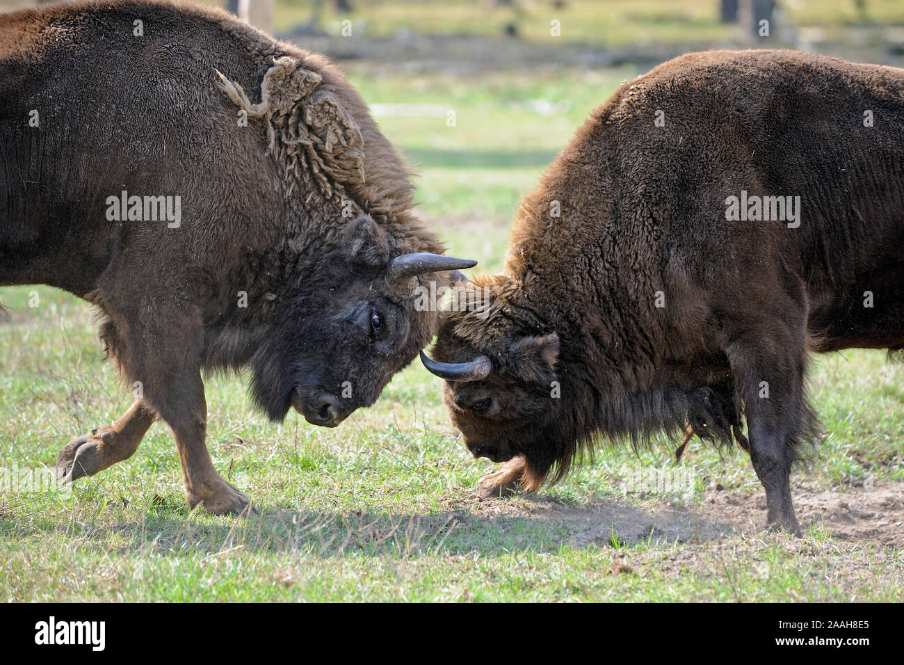 kaempfende eurasische Wisente, Bison bonasus Stock Photo