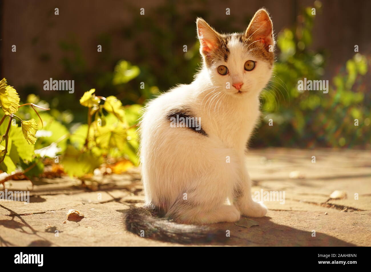 White kitten portrait, sitting in the sunny garden Stock Photo - Alamy