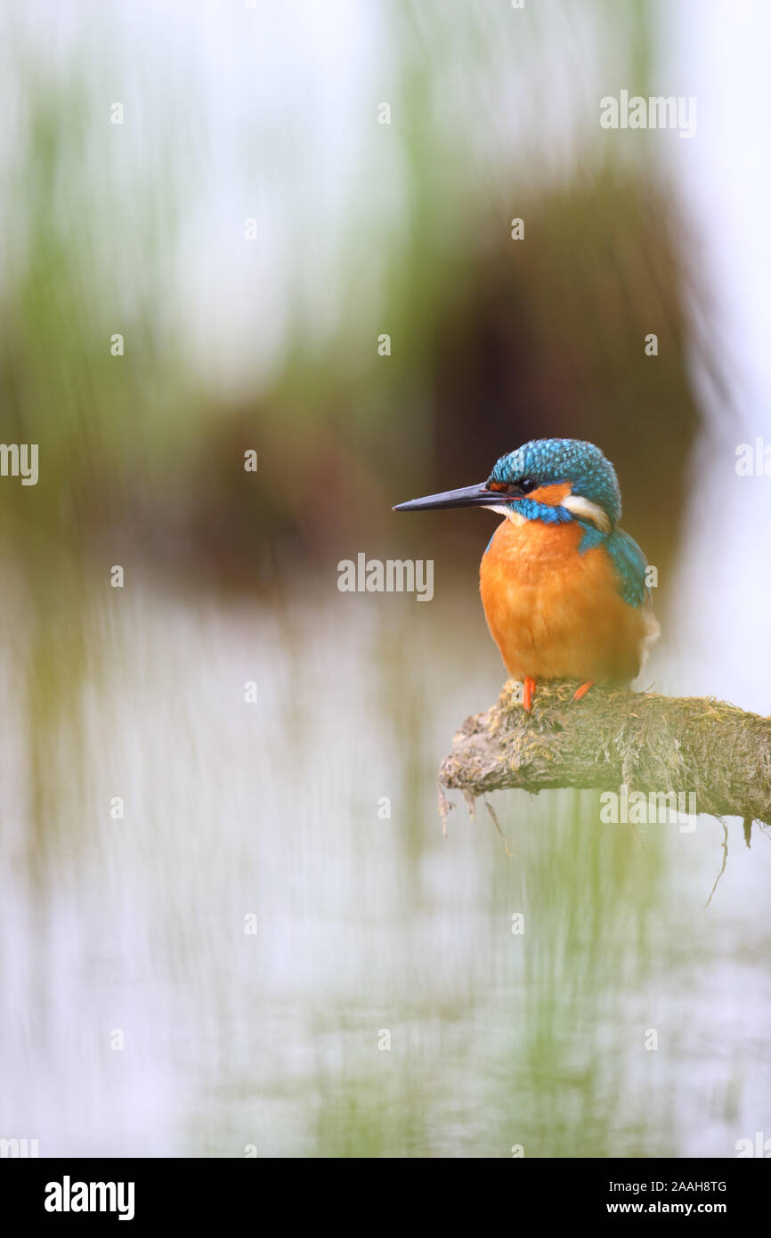 Kingfisher (Alcedo atthis) in breeding season, spring, Europe Stock Photo