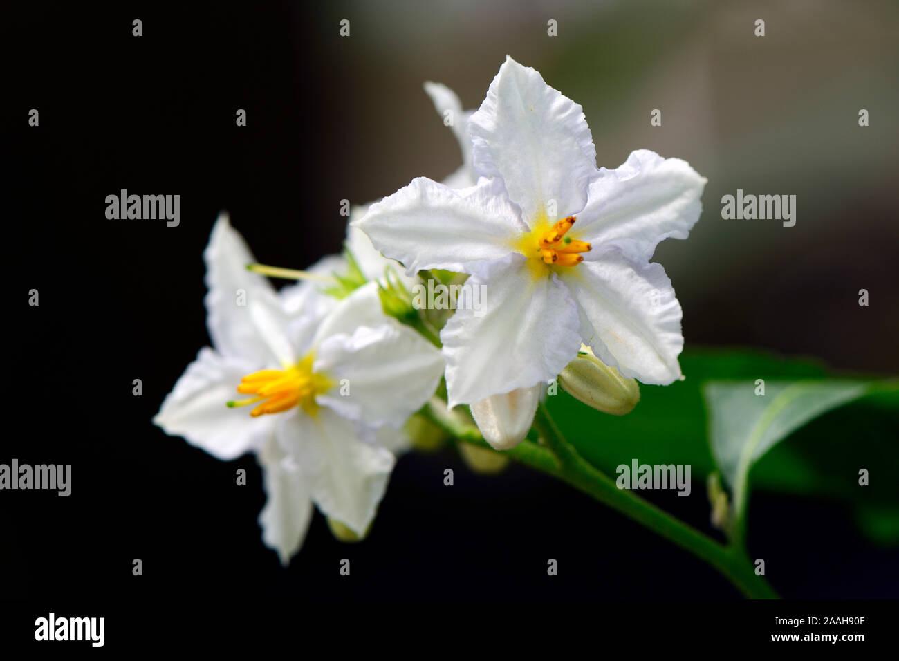 Buenos Aires Nachtschatten (Solanum bonariense) Vorkommen Südamerika Stock Photo