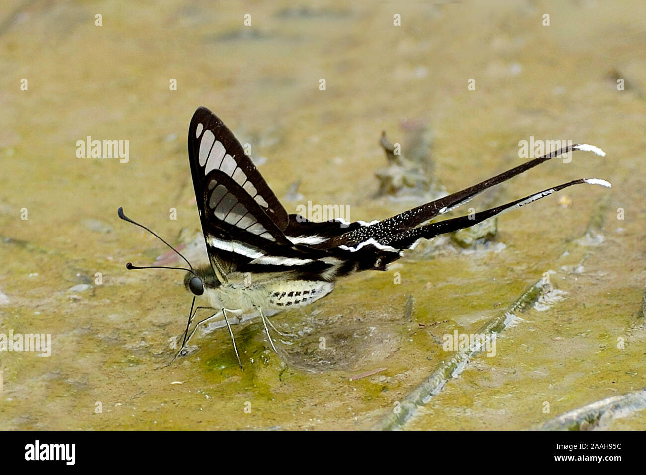 Butterfly - Schmetterling - Segelfalter Stock Photo