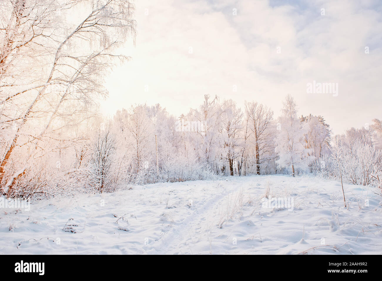 Beautiful winter Christmas landscape path leading to snow-covered trees at dawn. Seasonal features of winter. Stock Photo