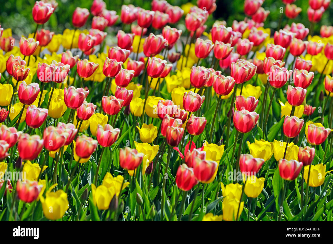 Rote und gelbe Tulpen, Tulipa spp. - Tulpenfeld Stock Photo