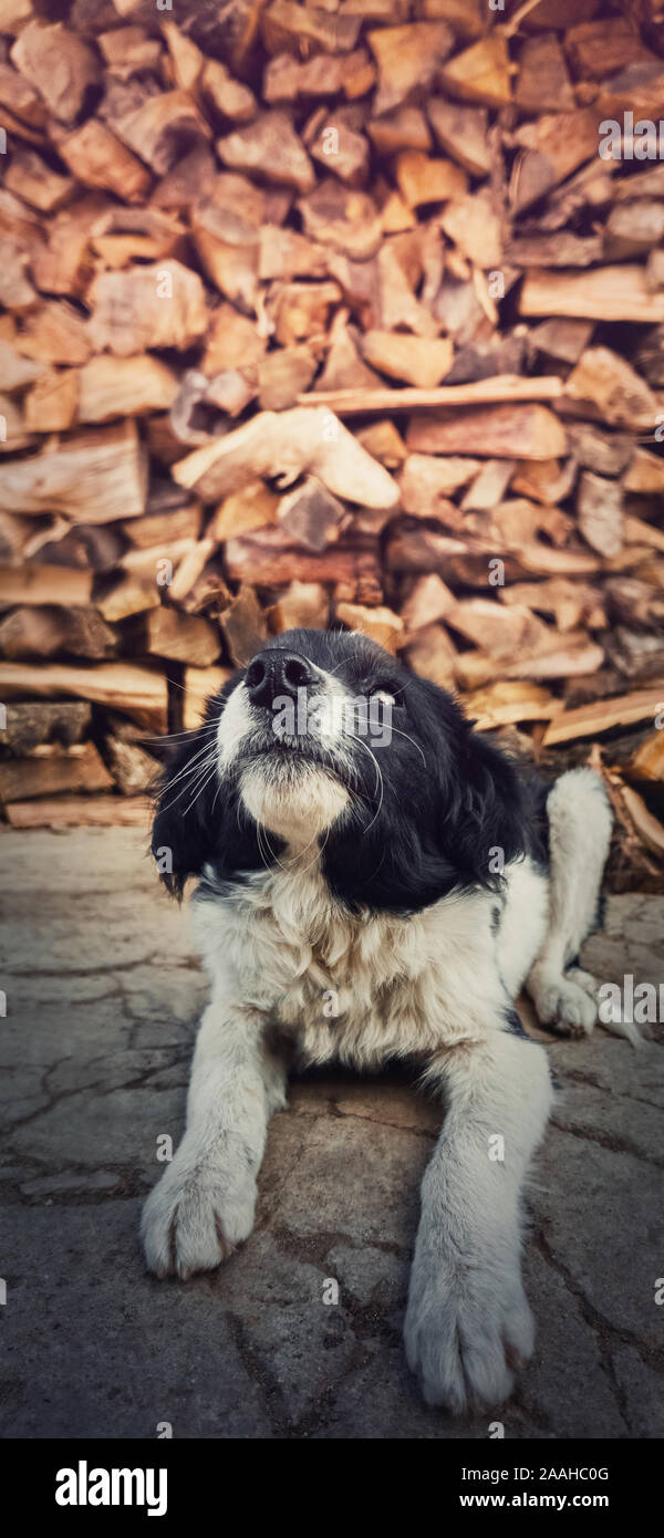 Close up vertical portrait of adorable black and white furry puppy looking up curious as laying down outdoors over a stack of logs background with cop Stock Photo