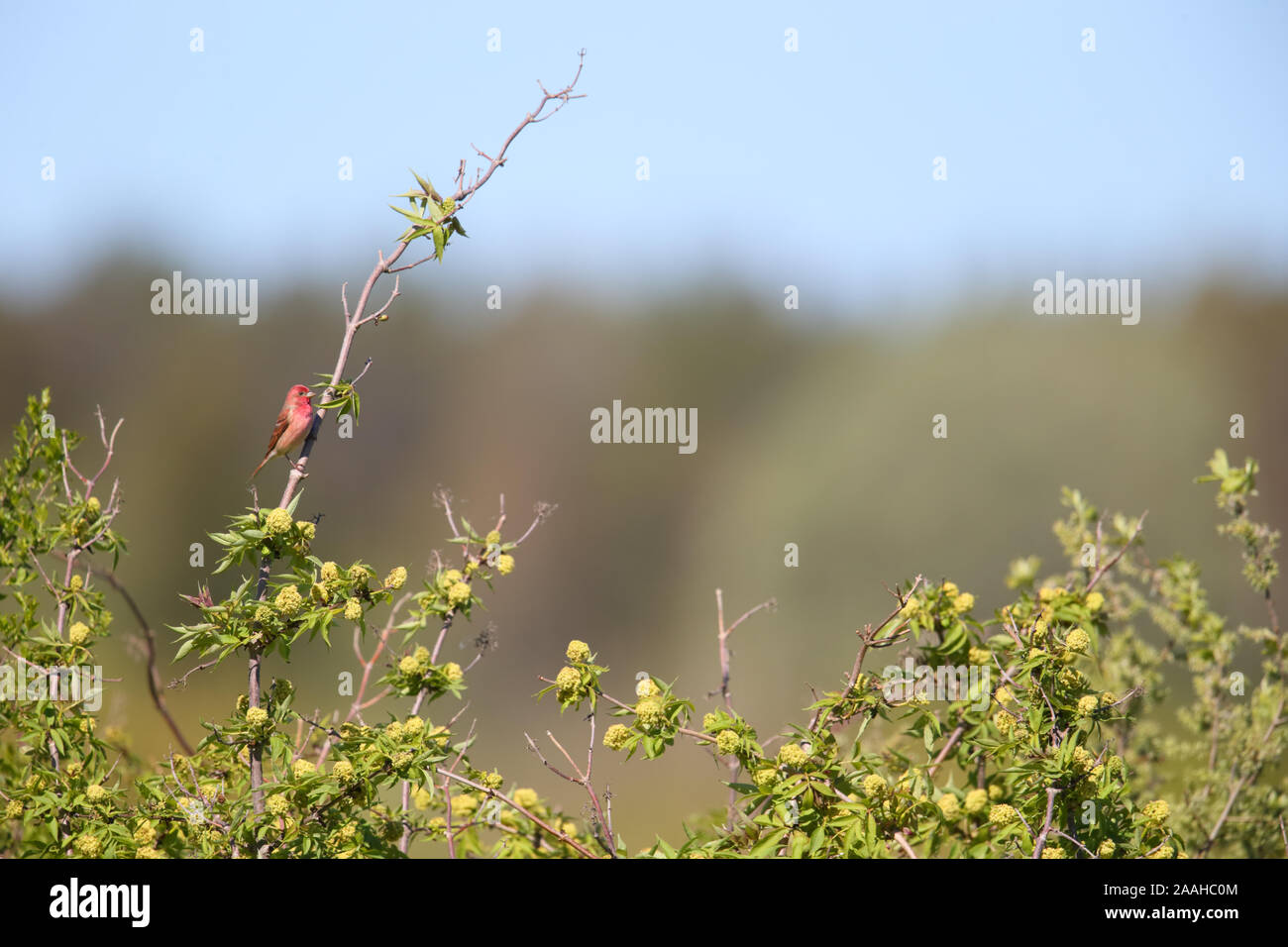 Male Common Rosefinch (Carpodacus erythrinus) in breeding season, Europe. Stock Photo