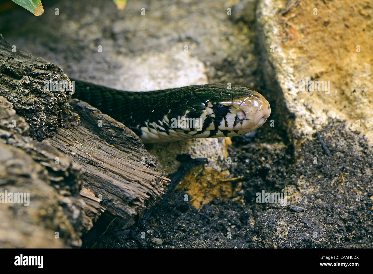 Schwarzweiße Kobra (Naja melanoleuca), captive, Vorkommen Westafrika Stock Photo