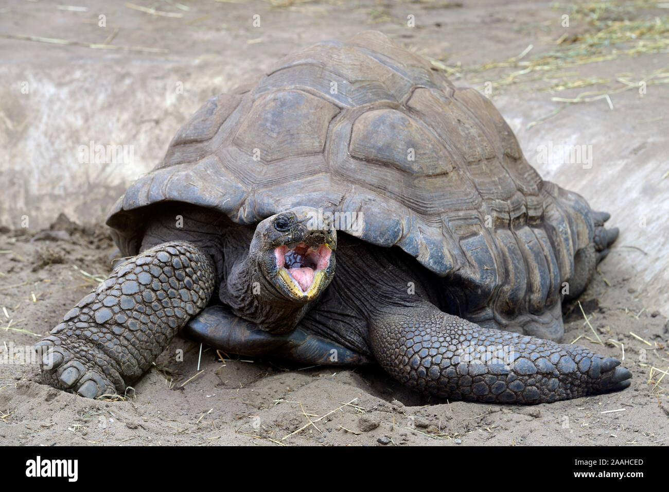 Aldabra-Riesenschildkröten (Aldabrachelys gigantea), endemisch, Insel Curieuse, Seychellen, Afrika Stock Photo