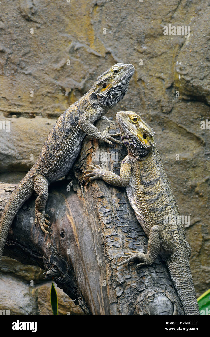 Streifenköpfige Bartagame oder Farbbartagame (Pogona vitticeps) , captive, Vorkommen Australien Stock Photo