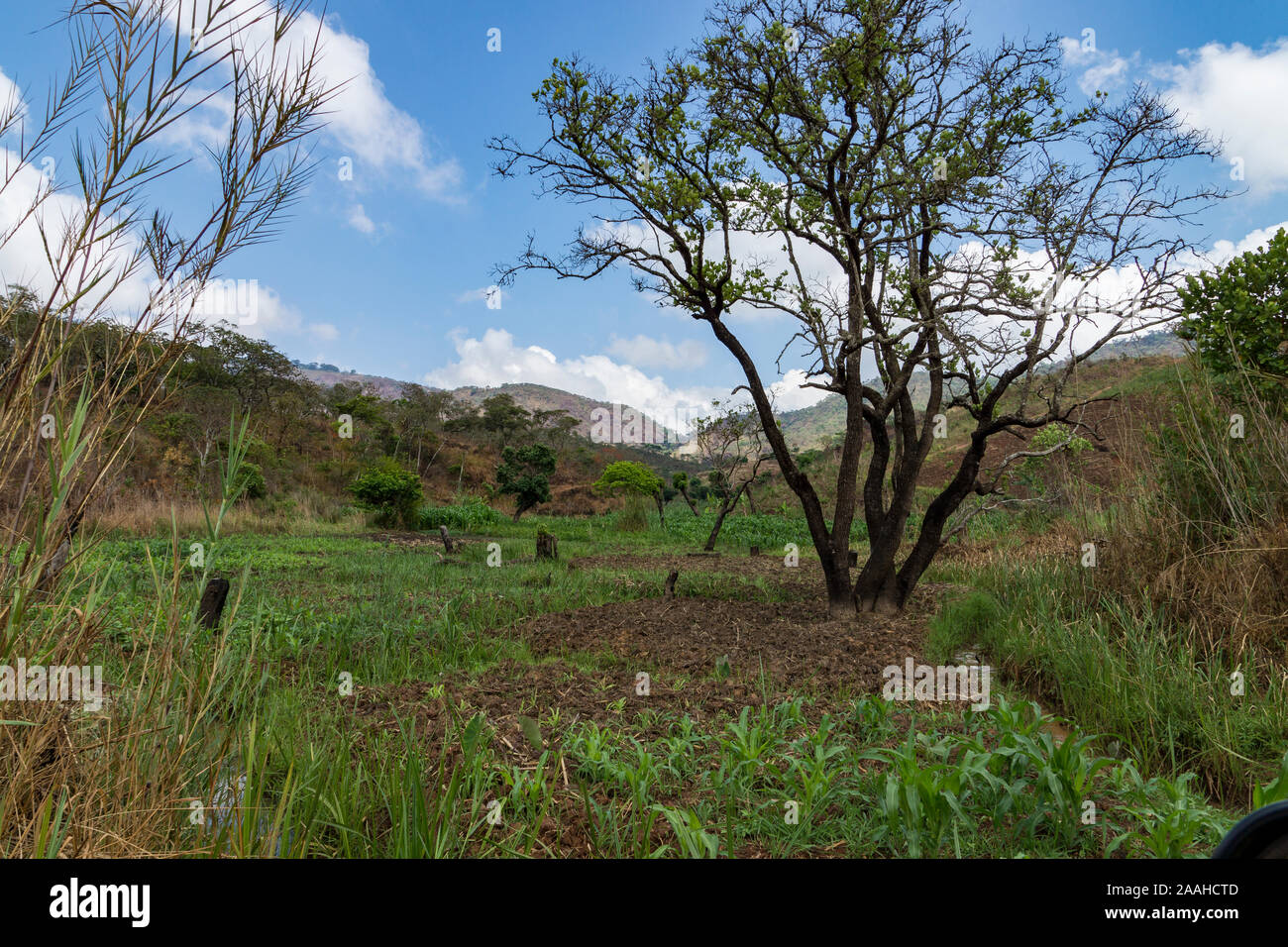 Dambo (wetland) cultivation in the bottom of a valley in Malawi - brings year round food security for farmers Stock Photo