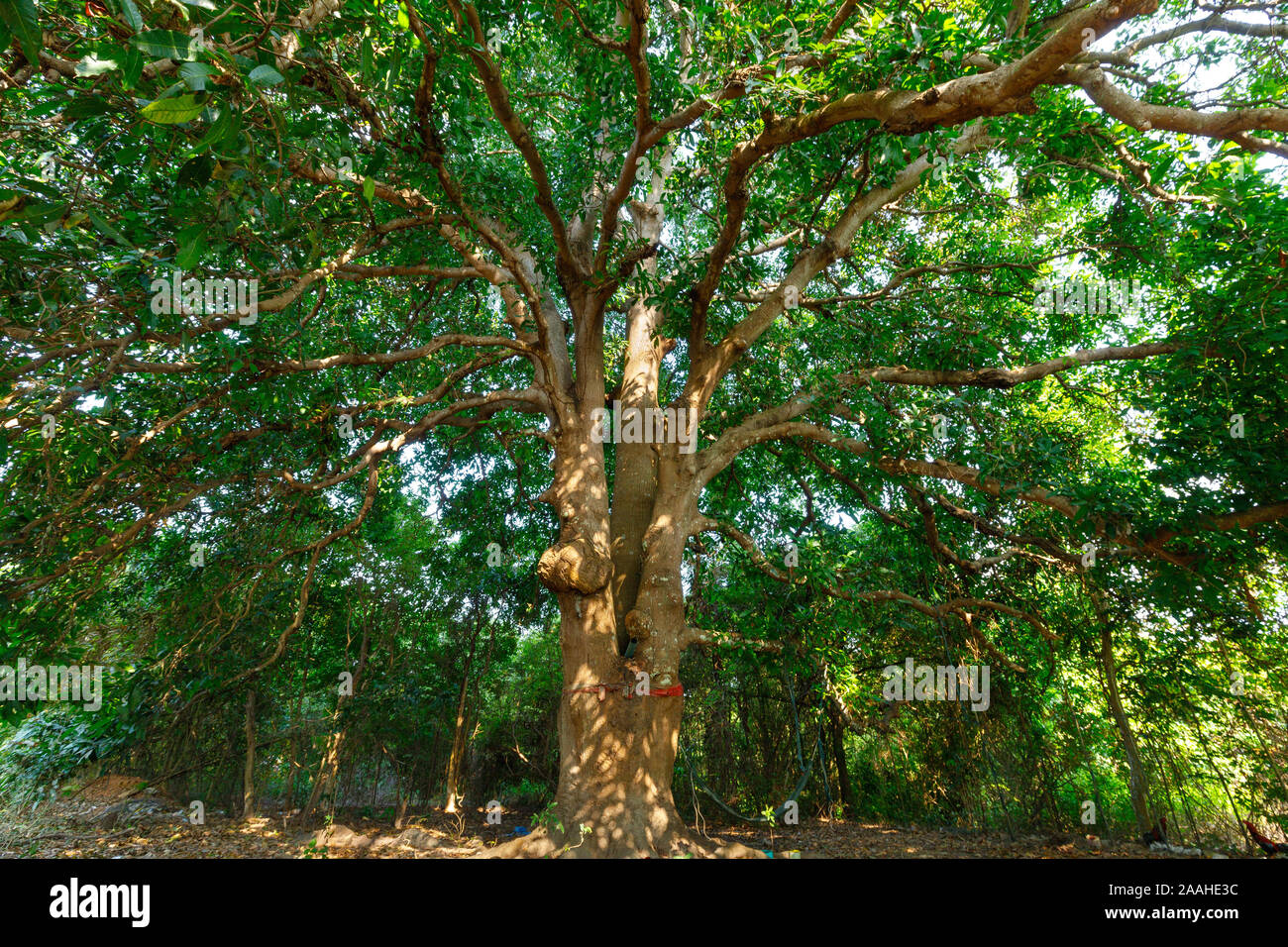 Wild and large mango tree in Thailand Stock Photo - Alamy