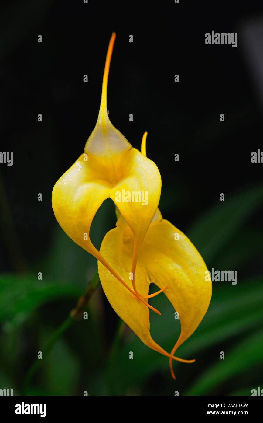Masdevallia hi-res stock photography and images - Page 2 - Alamy